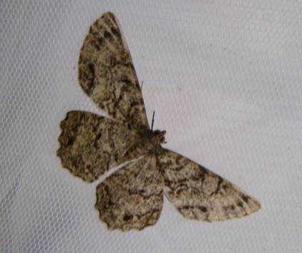 E Hortaria moth photo credit J Krumm.jpg